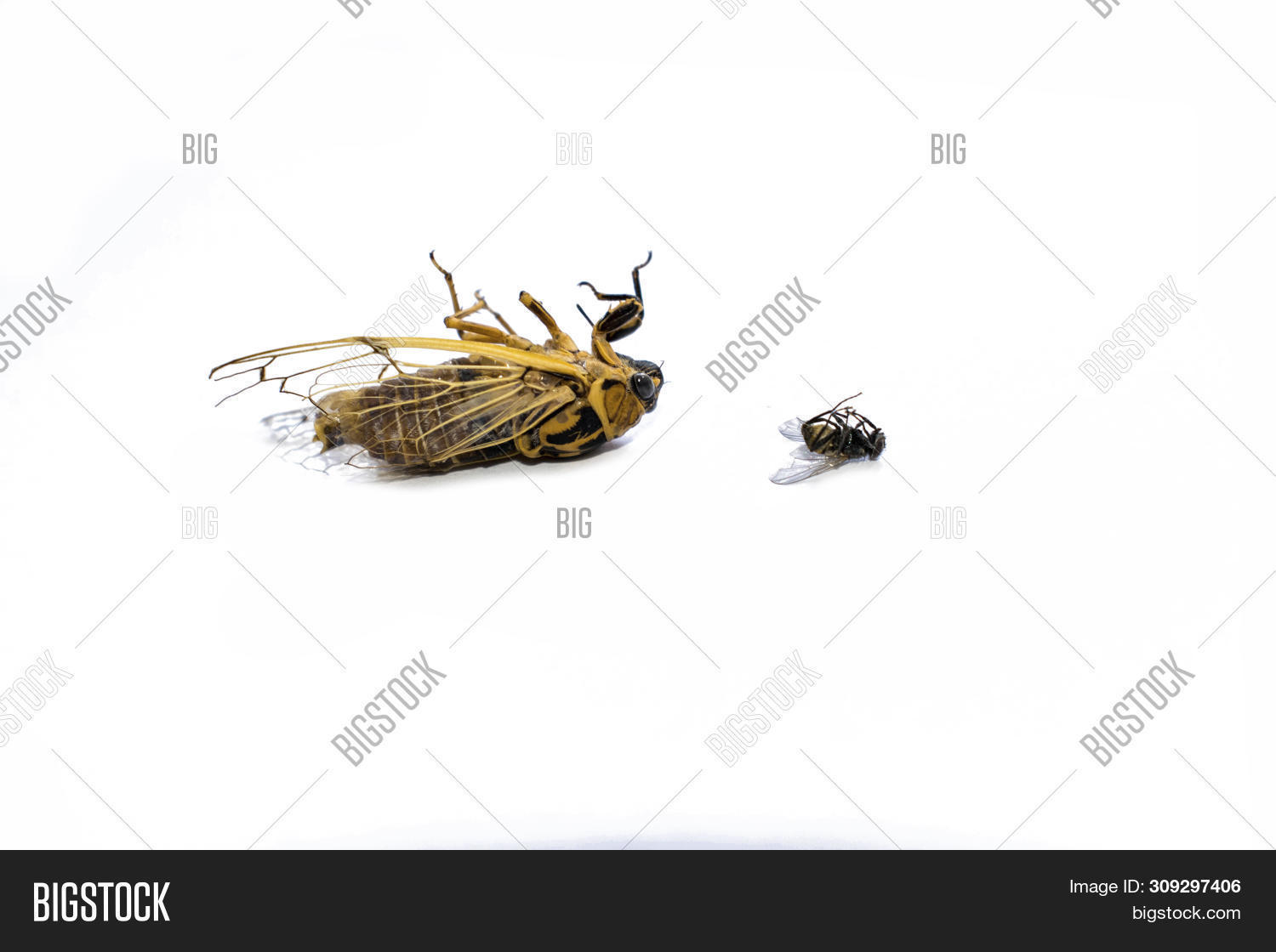 Dead Insect Poisoned Image & Photo (Free Trial) | Bigstock