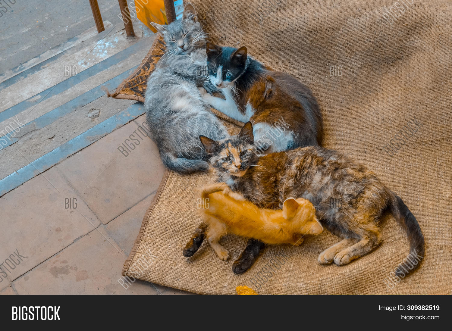 Homeless Many Stray Image & Photo (Free Trial) Bigstock