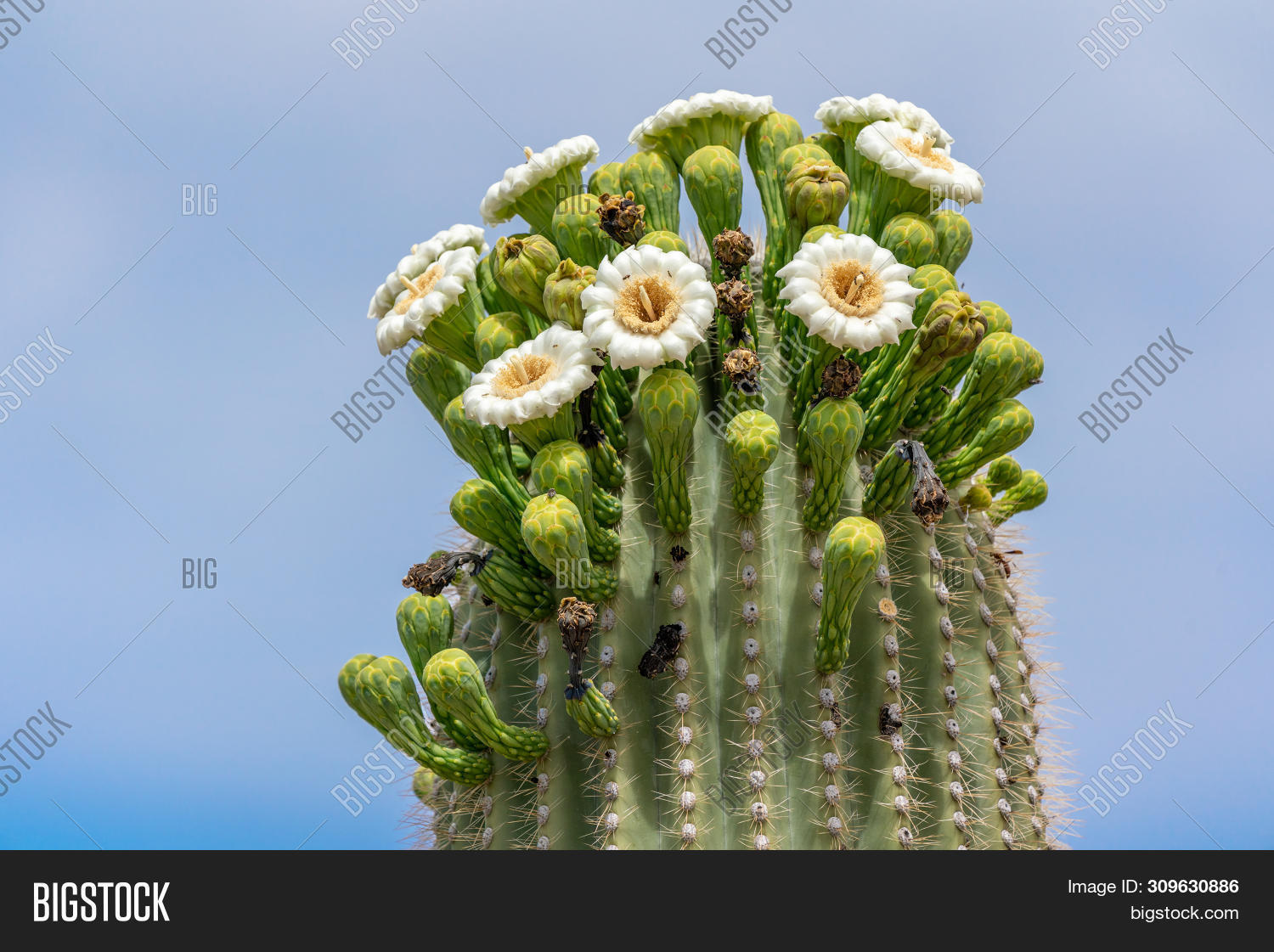 Saguaro Cactus Flowers Image &amp; Photo (Free Trial) | Bigstock