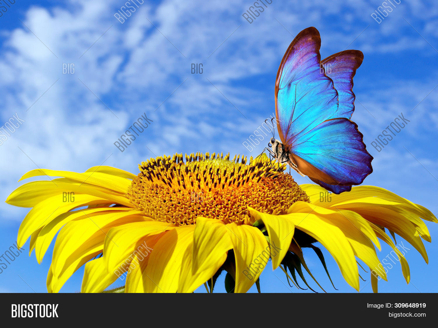 Bright Blue Butterfly Image & Photo (Free Trial) Bigstock