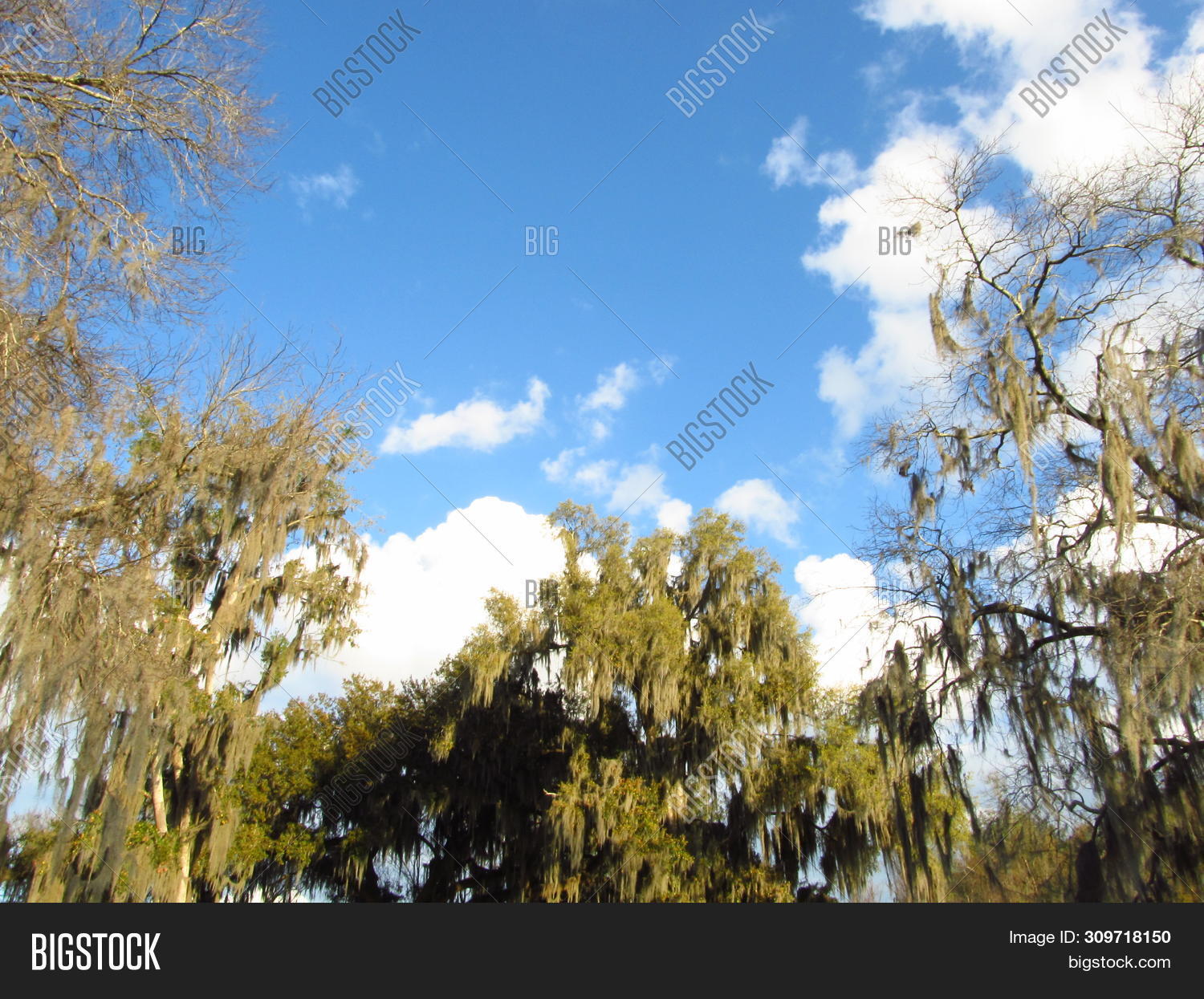 Why Does Spanish Moss Grow On Certain Trees at Mary Zehnder blog