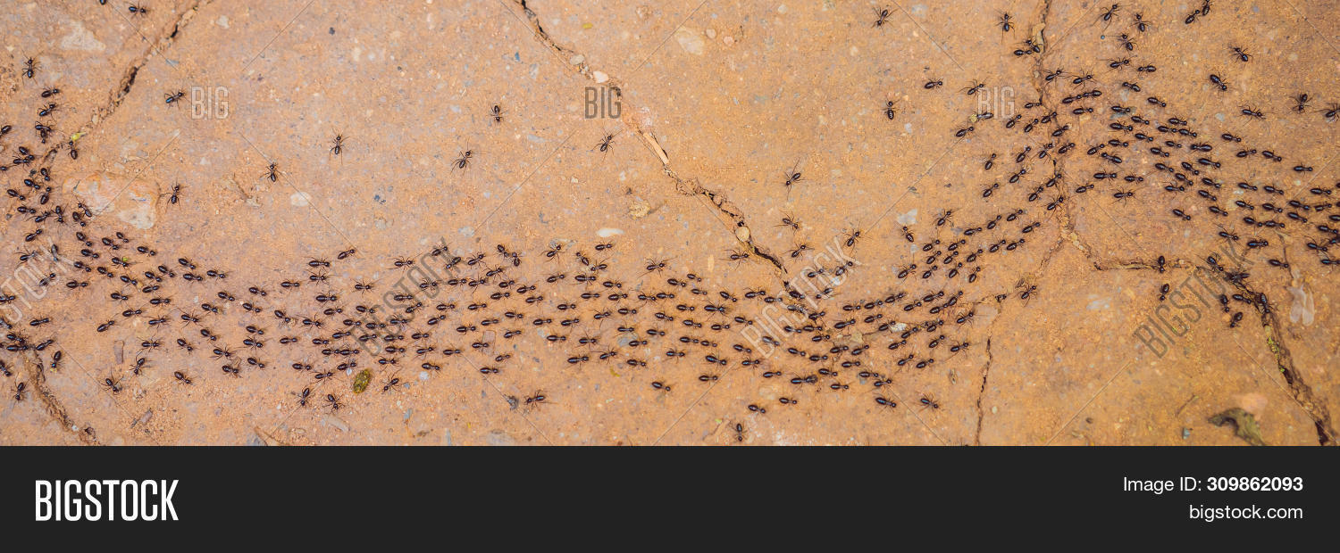 Background Ants Image Photo Free Trial Bigstock