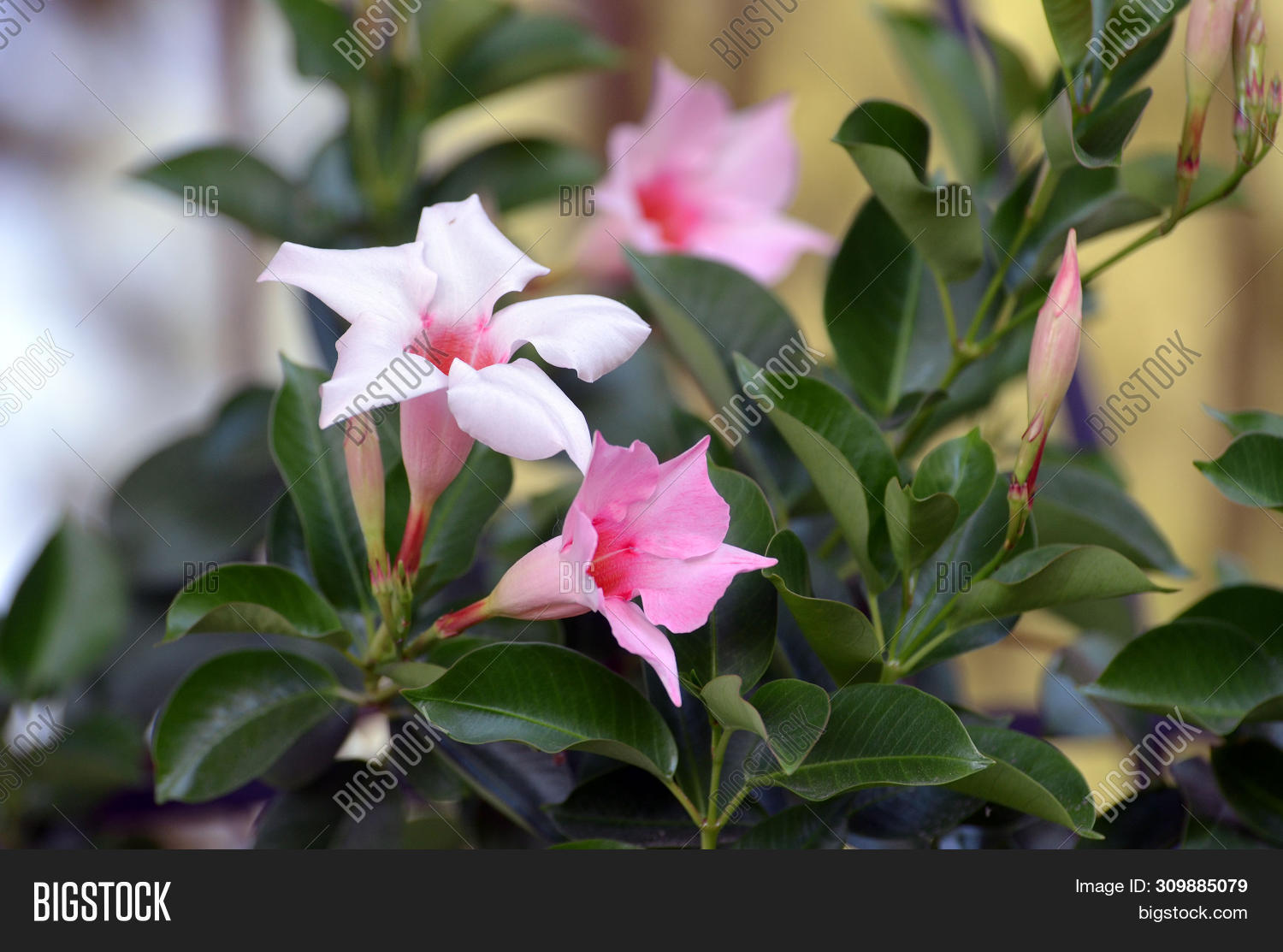Pink Mandevilla Flower Image & Photo (Free Trial) | Bigstock