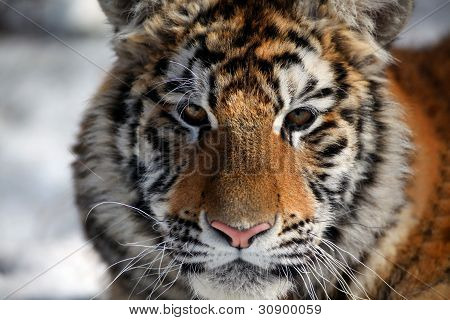 La tigre