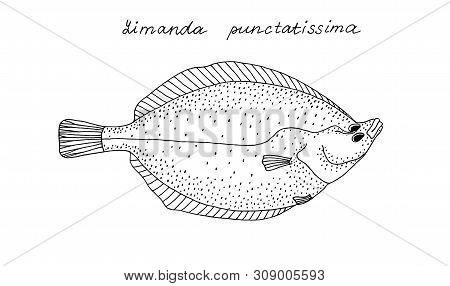 Flatfish Speckled Flounder (limanda Punctatissima). Black And White Hand Drawing Realistic Image.