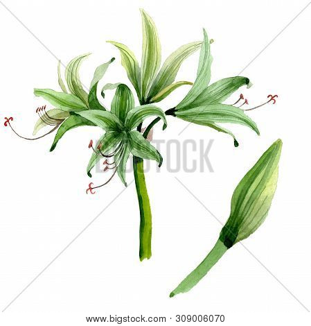 Amaryllis Floral Botanical Flowers. Watercolor Background Illustration Set. Isolated Amarillys Illus