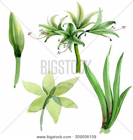 Amaryllis Floral Botanical Flowers. Watercolor Background Illustration Set. Isolated Amarillys Illus