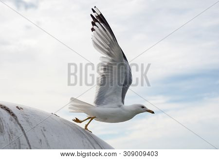 Seagull With Wings Extended Launching Into Flight From Round Surface Against Cloudy Sky.