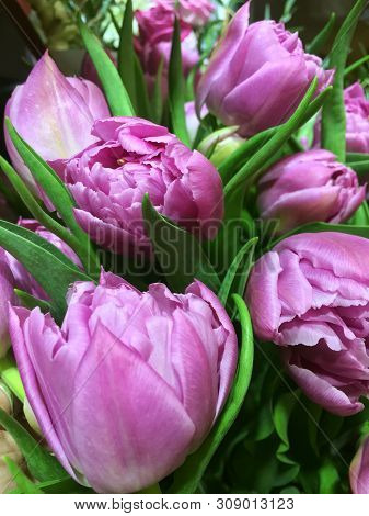 Bouquet Ofspring Flowers. Purpl Tulips. Spring Flowers.