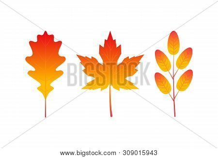 Set Of Colorful Vector Leaves In Flat Style. Simple Icons Isolated On White Background