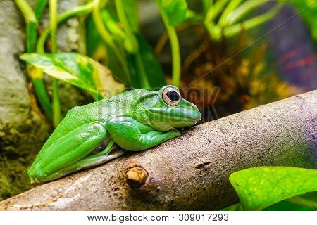 Dennys Giant Tree Frog Posing In Profile