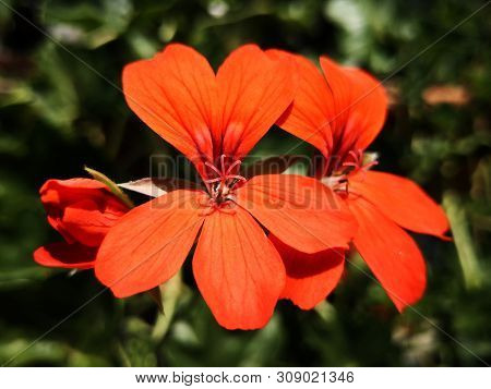 Red Geraniums Flower - Macro View Of A Beautiful Red Geraniums Flower.  Pelargonium Is A Genus Of Fl