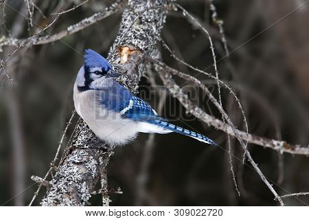 A Blue Jay, Cyanocitta Cristata, On Branch