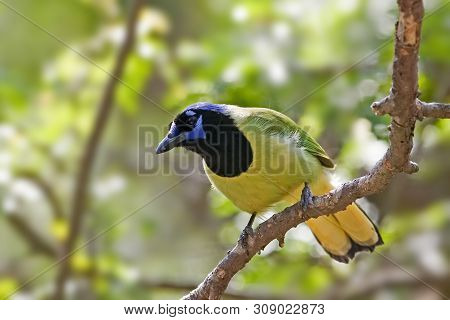 View Of A Green Jay, Cyanocorax Yncas, Perched