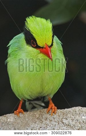 A Vertical Of Green Magpie, Cissa Chinensis, Perched