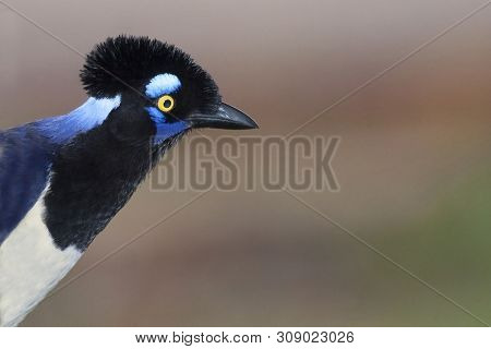 View Of A Plush-crested Jay, Cyanocorax Chrysops, Portrait