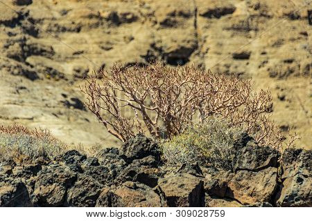 Clouse Up Shot Of Endemic Milkweed. Selective Focus. Dry Sandstones Coastline In The Background. Lav