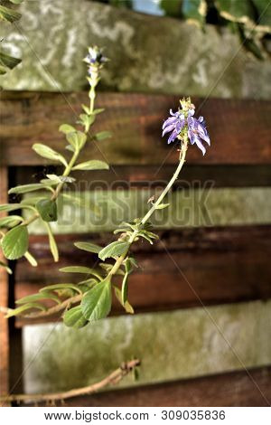 A Flower In A Garden, Next To A Fence.
