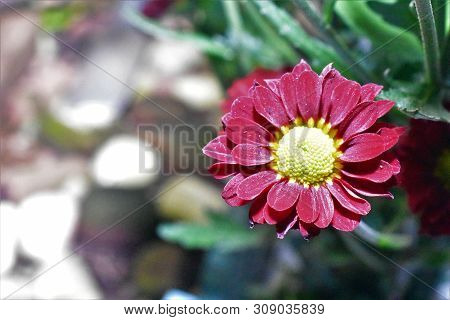 A Red And Yellow Flower With Green  Leaves.