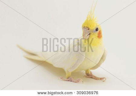 Yellow-white Corella Lutino, During Molting, Sits And Listens, On A White Background For Any Purpose