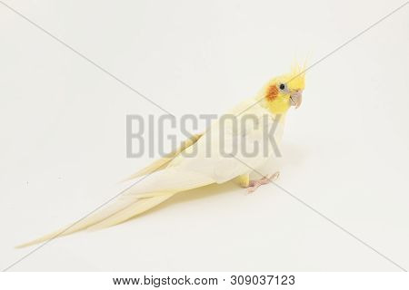 Yellow-white Corella Lutino, During Molting, Turning Around, Looking At Something, On A White Backgr