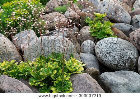 Blooming Saxifrage Umbrosa Plants In A Small Rockery In The Summer Garden