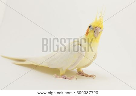 Portrait Of Yellow-white Corella Lutino, On A White Background For Any Purpose