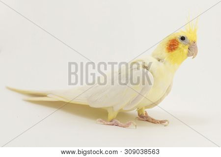 The Yellow-white Corella Lutino, During Moulting, Looks Up Intently, Against A White Background For 