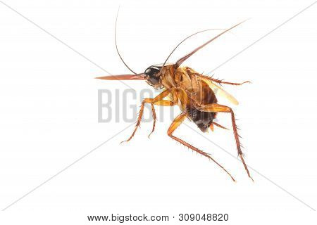 Cockroach Isolated On White Background. Cockroaches Are Flying Insects And Cockroaches Are Also Carr