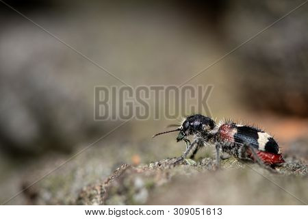 A Checkered Beetle (clerus Mutillarius, Cleridae) Sitting On A Tree (vienna, Austria)