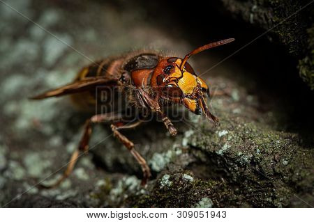 A European Hornet (vespa Crabro) Sitting On A Tree