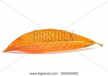 Cannon-ball Leave Isolated On A White Background.