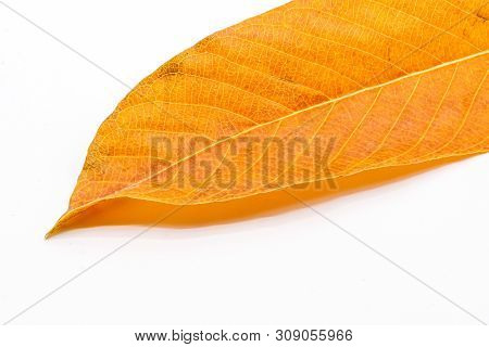 Cannon-ball Leave Isolated On A White Background.