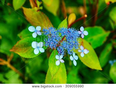 Hydrangea Suguk Festival In Taejongsa Buddhist Temple, Taejongdae, Busan, South Korea, Asia