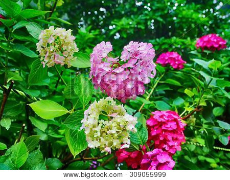 Hydrangea Suguk Festival In Taejongsa Buddhist Temple, Taejongdae, Busan, South Korea, Asia