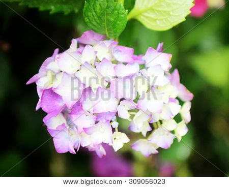 Hydrangea Suguk Festival In Taejongsa Buddhist Temple, Taejongdae, Busan, South Korea, Asia