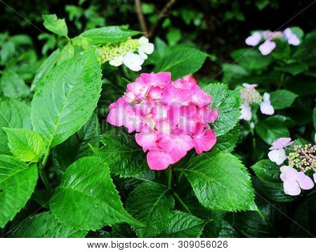 Hydrangea Suguk Festival In Taejongsa Buddhist Temple, Taejongdae, Busan, South Korea, Asia