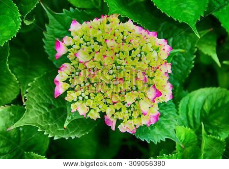 Hydrangea Suguk Festival In Taejongsa Buddhist Temple, Taejongdae, Busan, South Korea, Asia