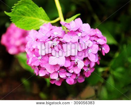 Hydrangea Suguk Festival In Taejongsa Buddhist Temple, Taejongdae, Busan, South Korea, Asia