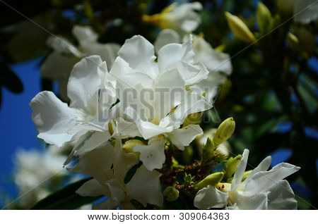 Delicate Beautiful Flowers Of Oleander On The Coast Of Turkey
