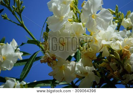 Delicate Beautiful Flowers Of Oleander On The Coast Of Turkey