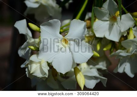 Delicate Beautiful Flowers Of Oleander On The Coast Of Turkey