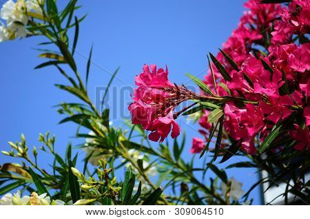 Delicate Beautiful Flowers Of Oleander On The Coast Of Turkey