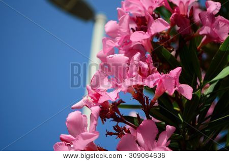 Delicate Beautiful Flowers Of Oleander On The Coast Of Turkey