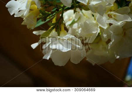 Delicate Beautiful Flowers Of Oleander On The Coast Of Turkey