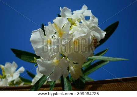 Delicate Beautiful Flowers Of Oleander On The Coast Of Turkey