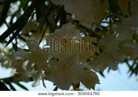 Delicate Beautiful Flowers Of Oleander On The Coast Of Turkey