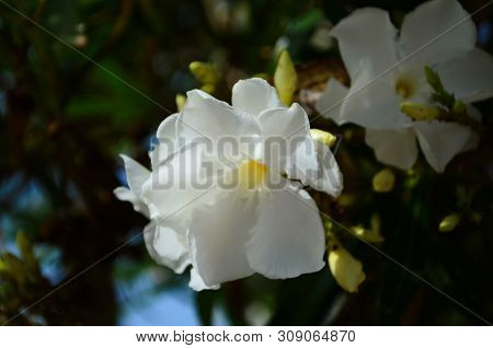 Delicate Beautiful Flowers Of Oleander On The Coast Of Turkey
