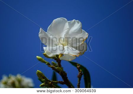 Delicate Beautiful Flowers Of Oleander On The Coast Of Turkey