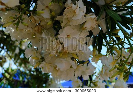 Delicate Beautiful Flowers Of Oleander On The Coast Of Turkey